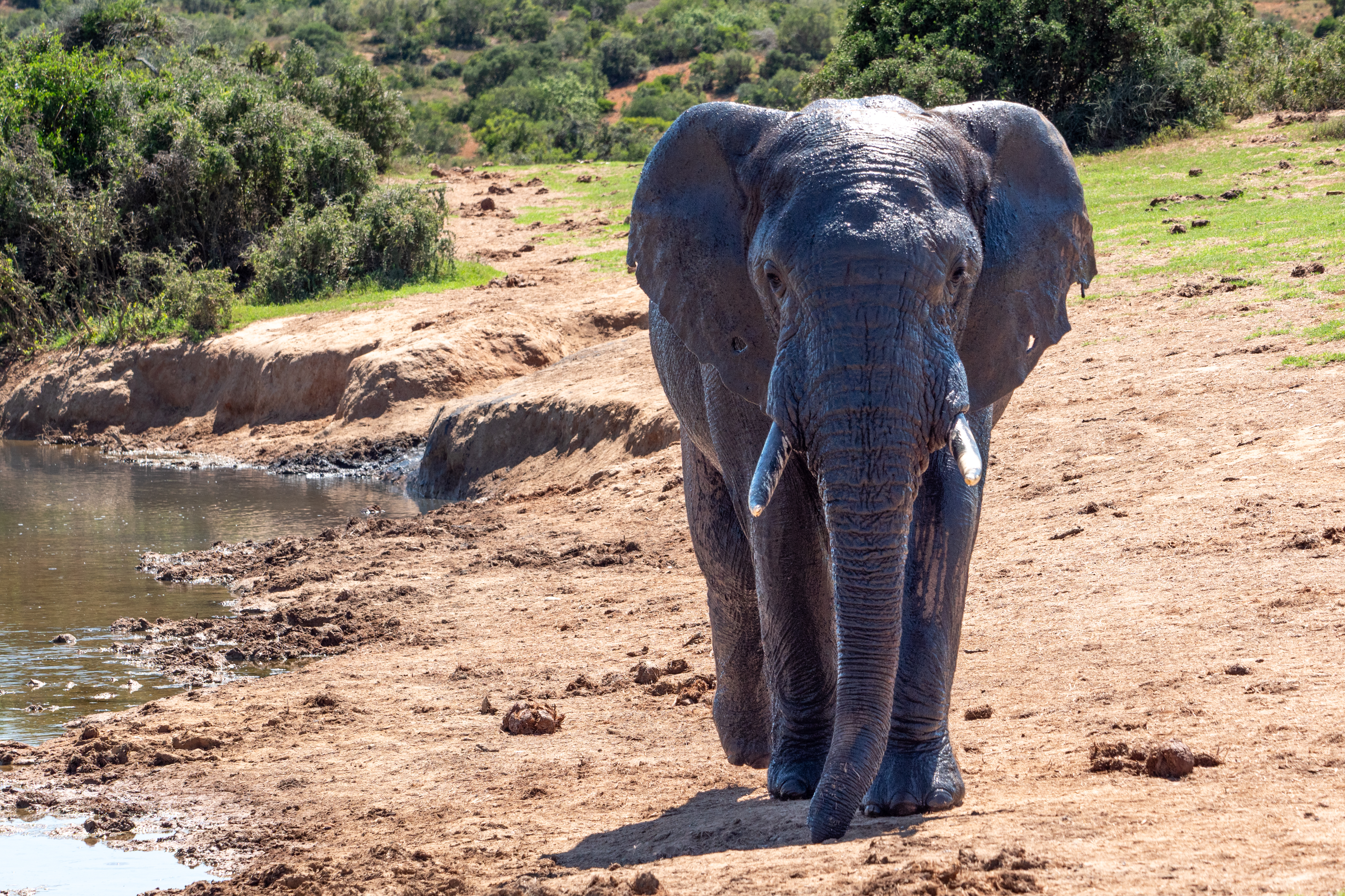 Afrikanischer Elefant